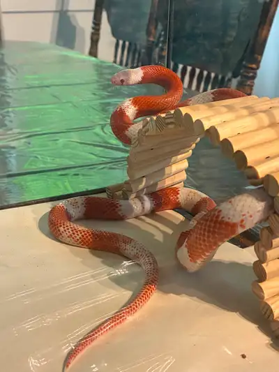 Nelson Milk Snake Albino – Mâle, View more