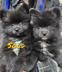 Pomeranian (Sale Pending)