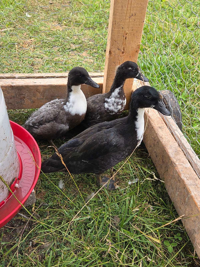 call ducks in Livestock in Owen Sound