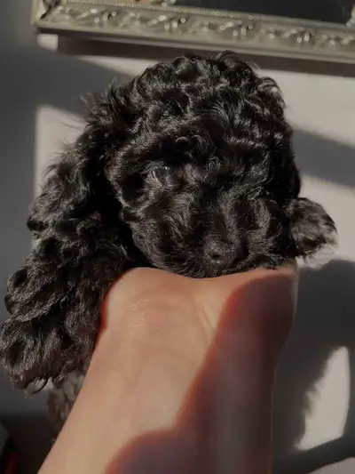 Poodle puppies for sale!, View more
