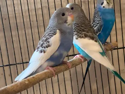 Baby Budgies, View more