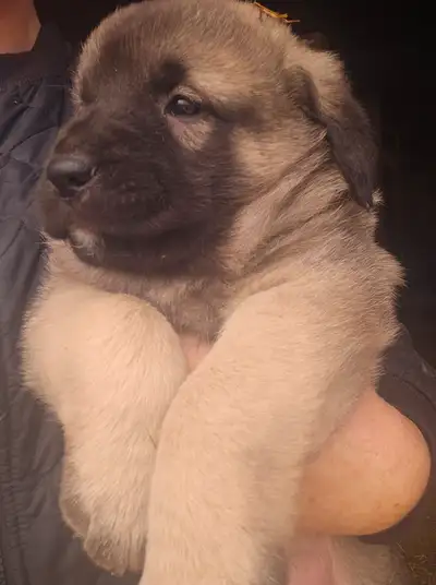 Pups were born in the busiest part of our lambing season in the corner of the barn alongside hundred...