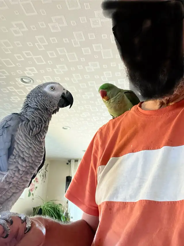 Young African Grey Male Parrot for Rehoming in Birds for Rehoming in St. Catharines - Image 5