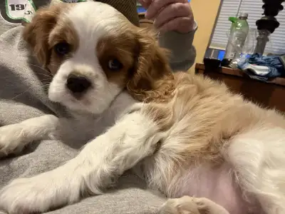 Registerable Cavalier King Charles Spaniel Pups, View more