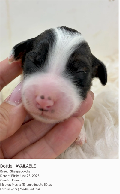 Sheepadoodle puppies ready September, View more
