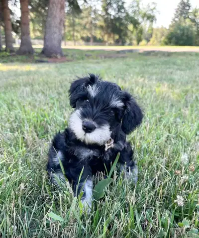 ✨️RESERVED✨️ ☀️ Miniature Schnauzer Puppies – Sunshine Kennels We are so excited to share that our s...