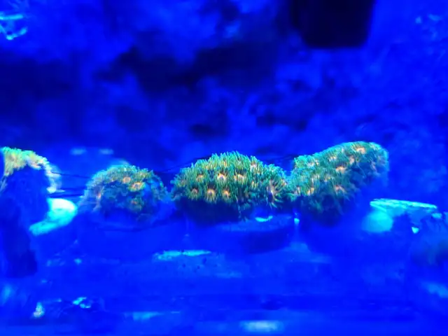John Deere Leptastrea Coral frag in Fish for Rehoming in Brantford - Image 3