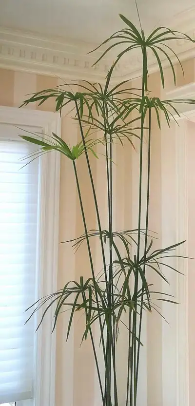 Amazing water bamboo! Always nice lonely or with other plants, View more
