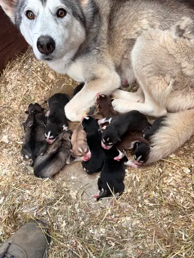 Chiots Husky, View more
