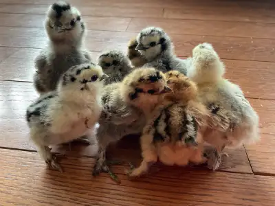 silkie chicks, View more