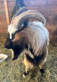 Myotonic Fainting Goat Buckling 