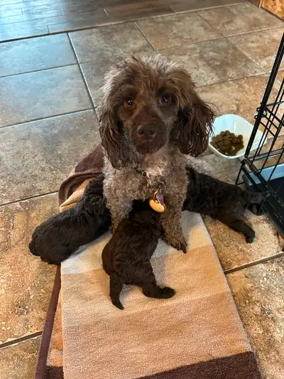 Two baby boys available for adoption. Puppies are raised in a loving home environment with lots of l...