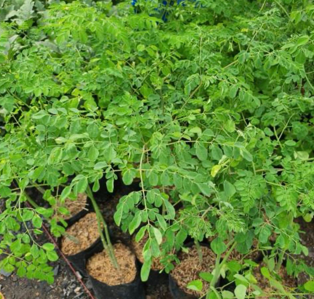 moringa tree  in Plants, Fertilizer & Soil in Edmonton