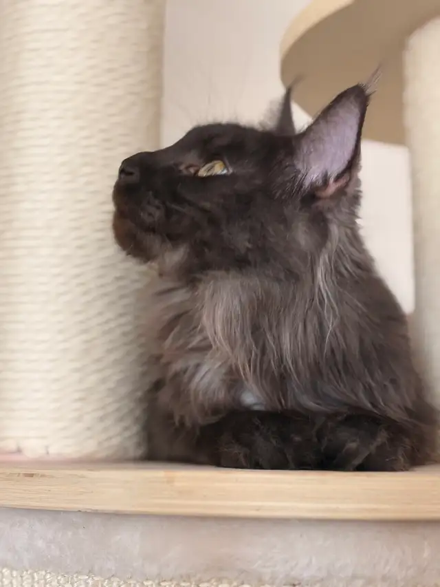 Female Mainecoon Breeding Queen