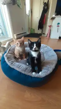 Joli  chaton près à l'adoption