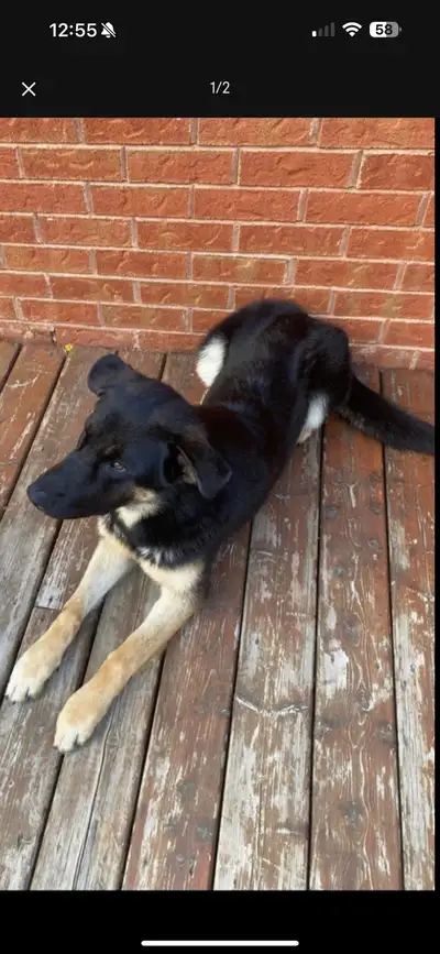 puppy for rehoming, View more