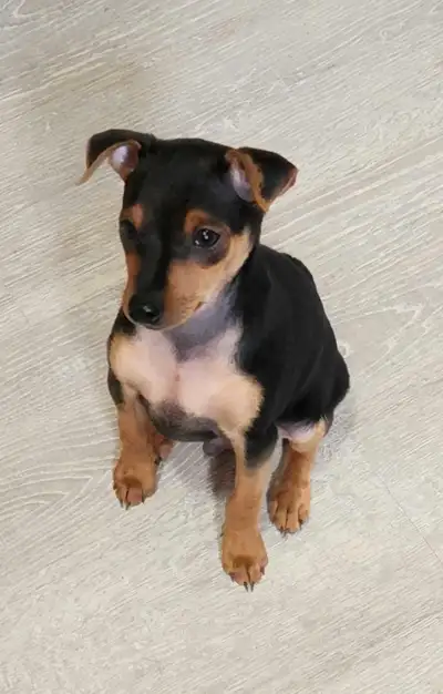 3 Absolutely Adorable Male Min Pins For Sale!!Born April 4th They Are Now 7 Weeks This Friday! Hopin...