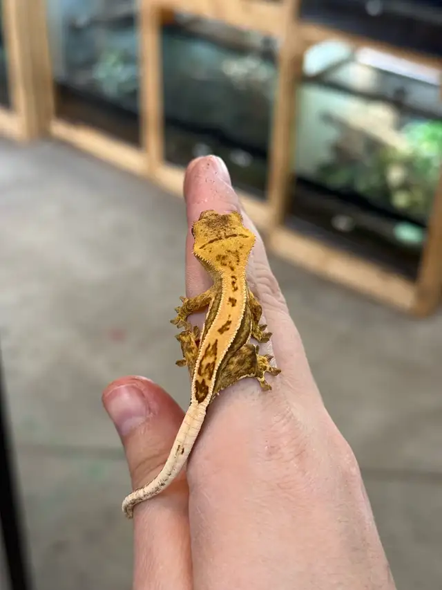 bébé gecko à crête in Reptiles & Amphibians for Rehoming in Laurentides - Image 5