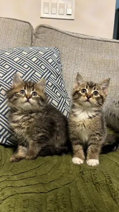 Beautiful Mixed Kittens, View more