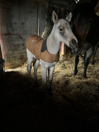 2024 Buckskin filly with nd1