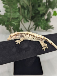 Ravish- Crested Gecko
