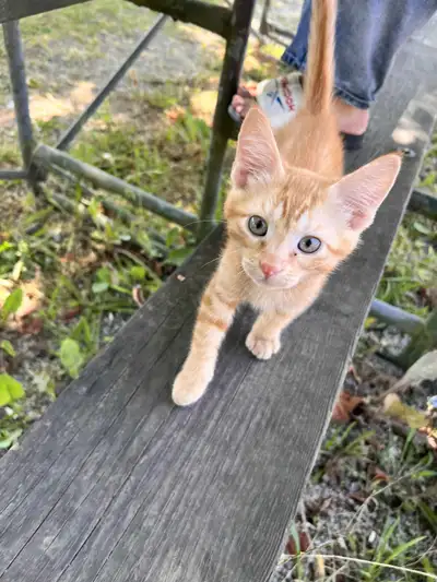 Yellow / Ginger kittens, View more