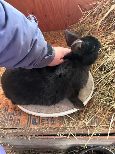 3 male rabbits for sale at 6 months old, View more