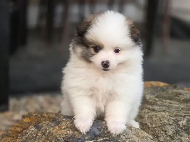 5 Beautiful purebred Pomeranian puppies in Dogs & Puppies for Rehoming in Penticton - Image 10