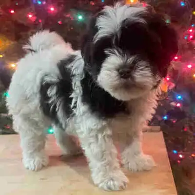 Adorable Miniature and Toy Schnauzer puppies, View more