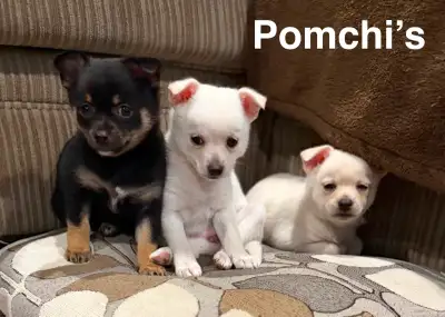 Pomchi’s for sale, View more