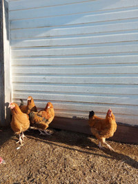 Mixed Breed Roosters - 2 Available! 