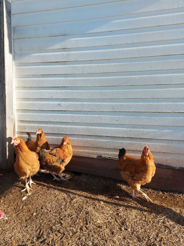 Mixed Breed Roosters - 2 Available!  in Livestock in Moncton