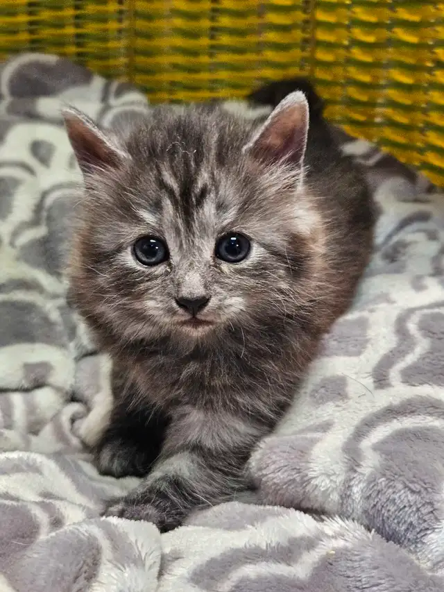 Petits chatons à réserver in Cats & Kittens for Rehoming in City of Montréal - Image 3