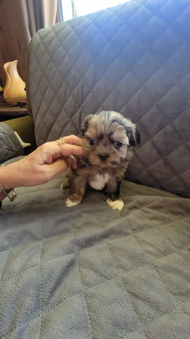 Shih tuz males in Dogs & Puppies for Rehoming in Gatineau - Image 6
