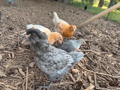 We have a few 10 week-old mixed breed chicks available. They have been raised on organic feed and ki...