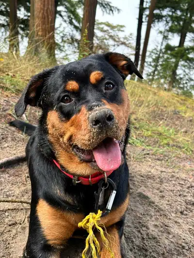 Rottweiler, View more