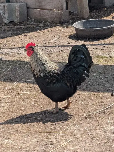 black rooster, View more