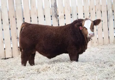 Blushrose Simmental Farm 22nd Annual Bull Sale February 27th, 2026 at the Farm Unity, SK -45 Simment...