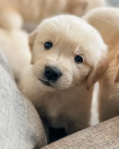 CKC Golden Retrievers, View more