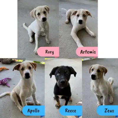 Siberian Husky Mix Puppies For Sale, View more