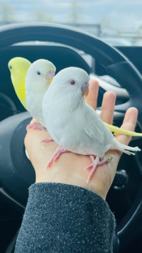 Cute Lutino and albino baby budgie need a lovely home