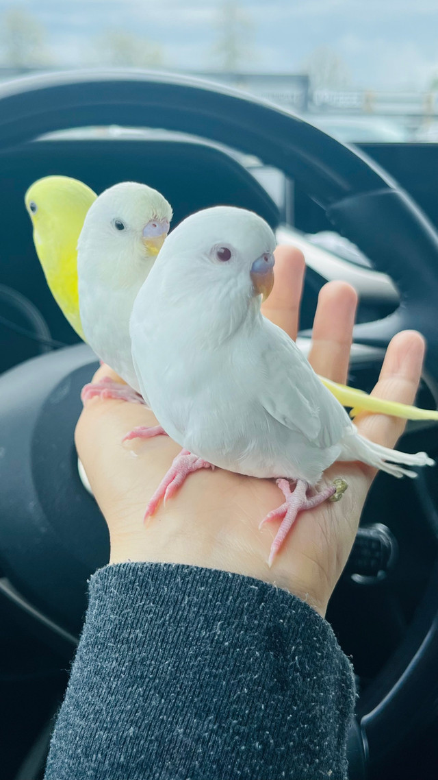 Cute Lutino and albino baby budgie need a lovely home in Birds for Rehoming in Abbotsford - Image 2