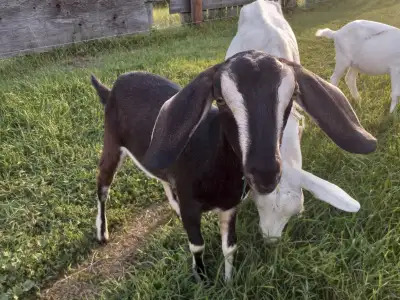 3 female yearling dairy goats, View more