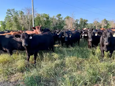 Here is a large group of 400 honestly run bred heifers in Manitoba for forward sale in October. Thes...