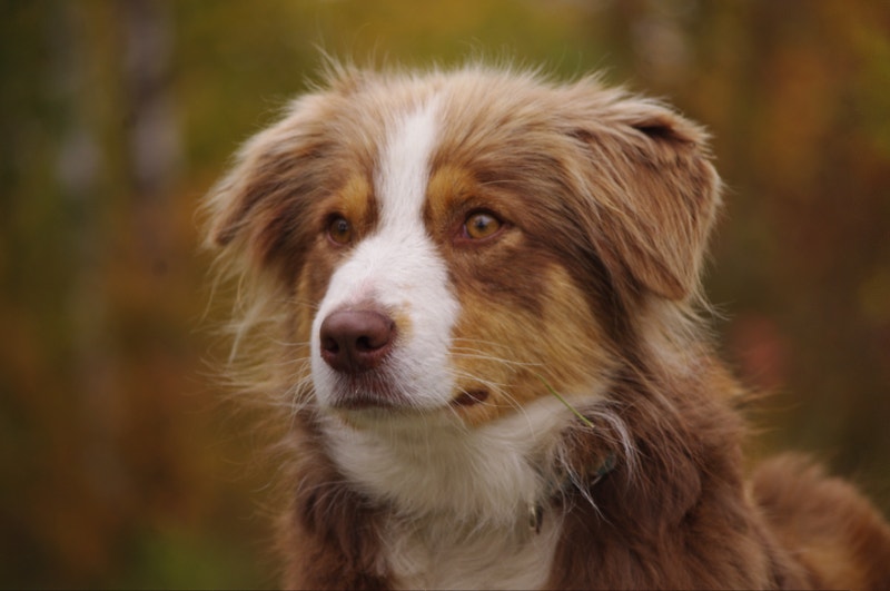 family Dog!!! Dogs & Puppies for Rehoming Portage la