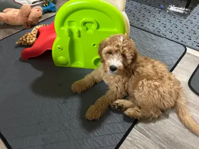 Double Doodles -  Labradoodle/Goldendoodle, View more