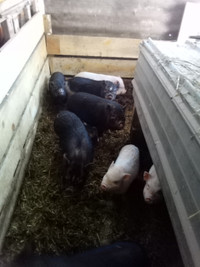 Potbelly Pigs