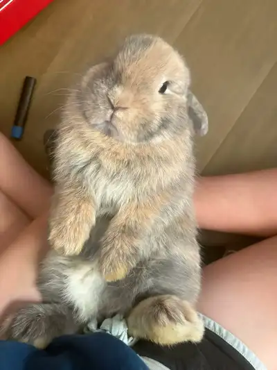 Blue — Holland Lop bunny (5.5 months), View more