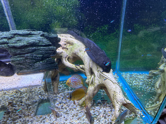 13-14” Pleco in Fish for Rehoming in Leamington