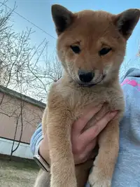 Shiba Puppies for sale 